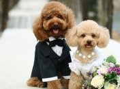 Эксклюзивные свадьбы домашним животным