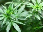 Акции производителя марихуаны начнут продавать на бирже