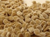 Досвідчені городники замочують насіння перед посадкою