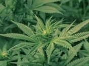 Еще одна страна решила легализовать марихуану 
