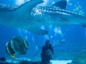 Ученые записали звуки миграции миллиардов морских обитателей