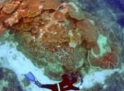 Вчені спостерігають початок вимирання Землі