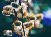 У це свято заведено освячувати гілочки верби