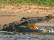 В Австралии на женщин напал крокодил