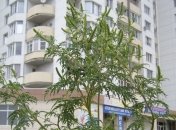 Из-за амброзии и белой американской бабочки ввели карантин