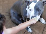 Ребенок болеет реже, если в доме есть собака - исследование