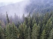 В Украине за последний год рекордно восстановили лес