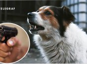 Стріляв у тварину