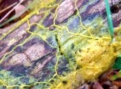 Ученые изучают механизм регенерации тканей с помощью плесени