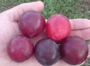 Полезные свойства алычи