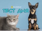 Тест дня від "Телеграфа"