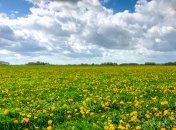 Одуванчики - зеленое удобрение для сада и огорода