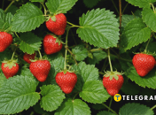 Чим треба підживити кущі полуниці