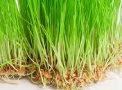 Мини-грины - модные деликатесы