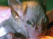 Как выглядят самые страшные животные планеты Земля (Фото) 