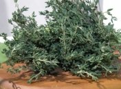 Полезные свойства тимьяна для нашего организма