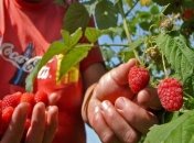 Листья малины обладают полезными свойствами