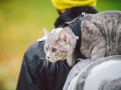 Животные во время эвакуации