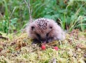 В Луцком зоопарке выхаживают 4-дневного ежонка