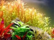 Выяснилось, кто в природе выиграет от глобального потепления