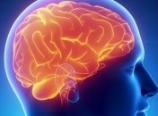 Названы продукты, которые могут оказывать вредное воздействие на мозг