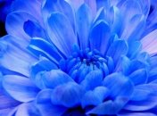 В Японии ученые вырастили необычный цветок