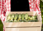 Прості поради, як виростити соковиті огірки