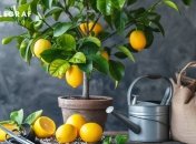 Лимон невибагливий в догляді, але потребує правильного догляду (зображення створено за допомогою ШІ)