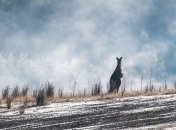 Температура ниже нуля: Австралию засыпало снегом