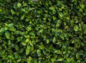 Как уничтожить плющ в саду