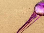 Ученые обнаружили уникальную медузу