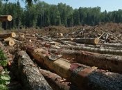 В ГПСУ заявили, что наказали 19 чиновников за вырубку леса