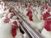 В Саудовской Аравии объявили бойкот курятине