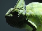 Во Львове открывается выставка экзотических животных