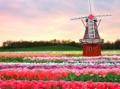 Эстетический восторг: цветочный парк в Нидерландах (Фото)