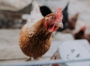 В Украине прогнозируют рост спроса на курятину