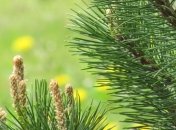 В Оболонском районе столицы высадили около 200 сосен