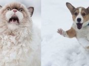 Забавная реакция животных впервые увидевших снег 