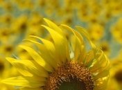 Украина начала уборку подсолнечника