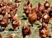 МХП відновлює експорт курятини до Євросоюзу 