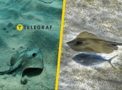 Морской кот