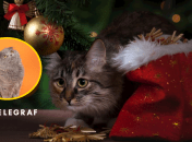 Котики и елка