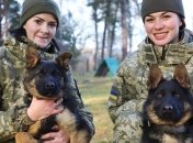 День кинолога в Украине 2021: открытки и картинки с праздником