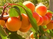 Названы полезные свойства абрикос 