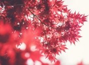 Приметы и обряды на 25 августа - День Фотия и Аникиты