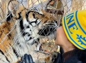 Знайшлася домівка для покинутих київських тигрів