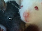 Лабораторных мышей заменят виртуальными двойниками