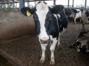 В Бельгии обнаружен туберкулез у крупного рогатого скота