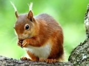 Белка прятала запасы на зиму в автомобиле