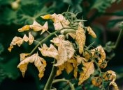 Проблему потрібно оперативно вирішити